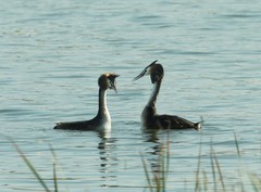 凤头PT的幸福生活（8）-----H-家庭夫妇的撞胸