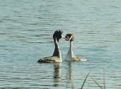 凤头PT的幸福生活（8）-----H-家庭夫妇的撞胸