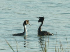 凤头PT的幸福生活（8）-----H-家庭夫妇的撞胸