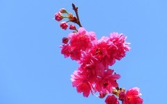 植物园的樱花[3]