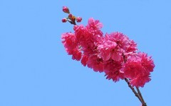 植物园的樱花[3]