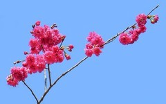 植物园的樱花[3]