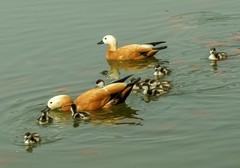 赤麻鸭育雏（8）