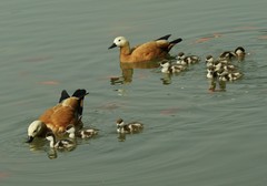 赤麻鸭育雏（8）
