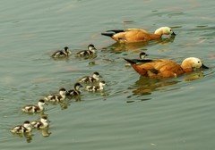 赤麻鸭育雏（8）