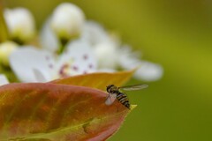 小区附近的梨花园