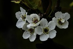 小区附近的梨花园