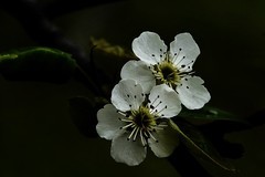 小区附近的梨花园