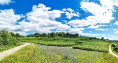 手机秀光影（南德田园风光）