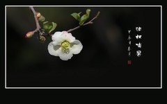 五彩缤纷海棠花，风摇细枝舞奇葩