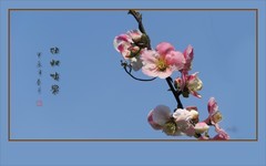 五彩缤纷海棠花，风摇细枝舞奇葩