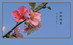 五彩缤纷海棠花，风摇细枝舞奇葩