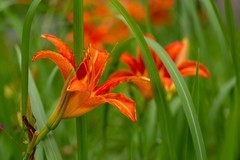 洋湖湿地拍大萱草15