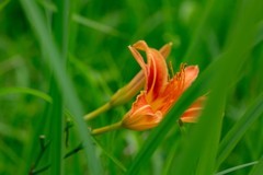 洋湖湿地拍大萱草15