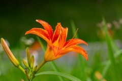 洋湖湿地拍大萱草15