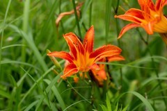 洋湖湿地拍大萱草16