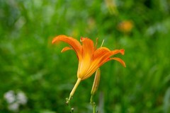 洋湖湿地拍大萱草16