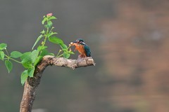 翠鸟新年献金鱼