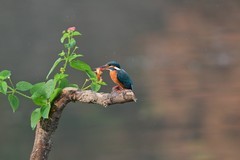 翠鸟新年献金鱼