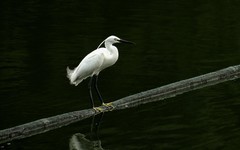 [26003] 麓湖的白鹭