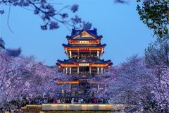 2026年第0229贴 - 无锡鼋头渚夜樱花纪实（0407）