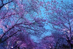 2026年第0229贴 - 无锡鼋头渚夜樱花纪实（0407）