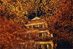 2026年第0229贴 - 无锡鼋头渚夜樱花纪实（0407）