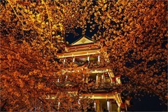 2026年第0230贴 - 无锡鼋头渚夜樱花纪实（0407）