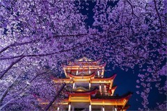 2026年第0230贴 - 无锡鼋头渚夜樱花纪实（0407）