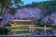 2026年第0230贴 - 无锡鼋头渚夜樱花纪实（0407）