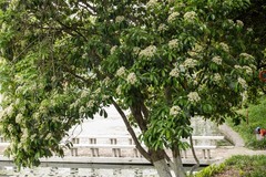 庐州印象（642）银河公园