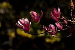 2026花卉植物赏析———玉兰花【5】