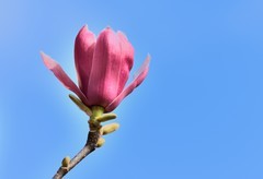 2026花卉植物赏析———玉兰花【5】