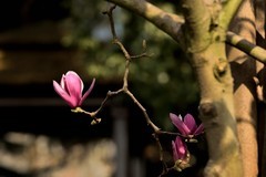 2026花卉植物赏析———玉兰花【5】