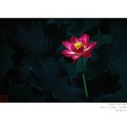 折返镜头里的荷花 3