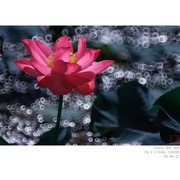 折返镜头里的荷花 3