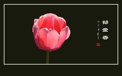 艳丽多姿的郁金香