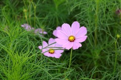 夏日芬芳格桑花(二)