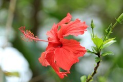 拍摄花卉一（1250）