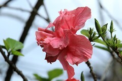 拍摄花卉一（1250）