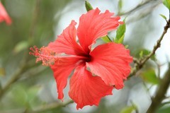 拍摄花卉一（1250）