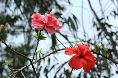 拍摄花卉一（1251）