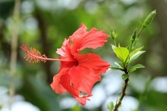 拍摄花卉一（1251）