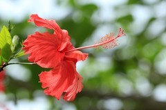 拍摄花卉一（1251）