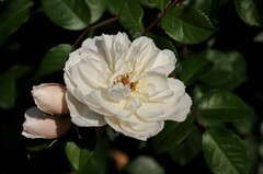 2026花卉植物赏析———月季【1】