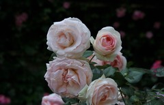 2026花卉植物赏析———月季【1】