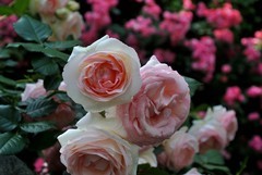 2026花卉植物赏析———月季【1】