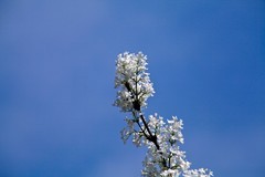 春花——丁香●玉兰