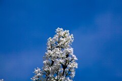 春花——丁香●玉兰