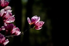 春花——丁香●玉兰